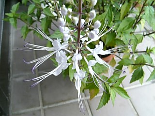 e0098908_21445319.jpg