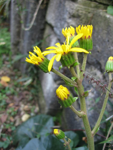 b0088037_19211291.jpg