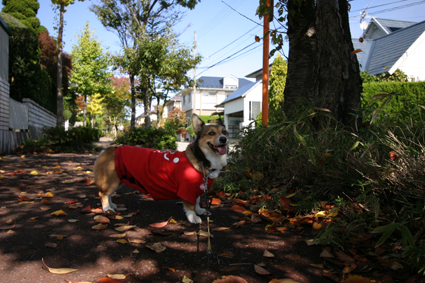 落ち葉踏む　かさかさかさと　ハミングし_b0031538_1994639.jpg