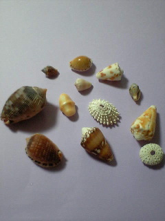 f0076345_2338011.jpg