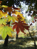 d0000247_14371615.gif