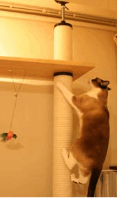 a0055567_033427.gif