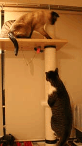 a0055567_0505510.gif