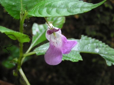 c0042869_13322930.jpg