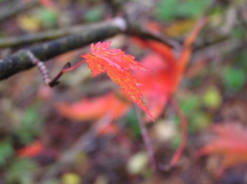 c0042869_1333156.jpg