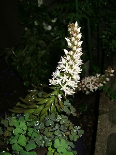 多肉植物「ツメレンゲ」の花が咲いた_d0019074_950569.jpg