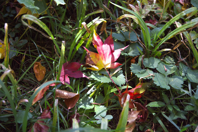c0054876_721217.jpg