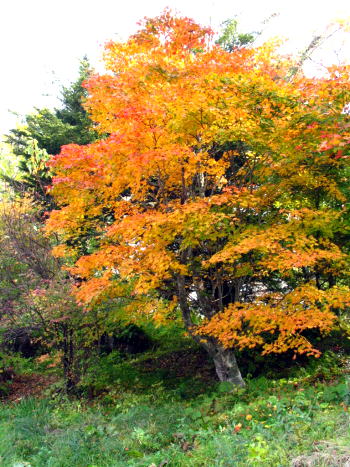 c0090198_10103333.jpg