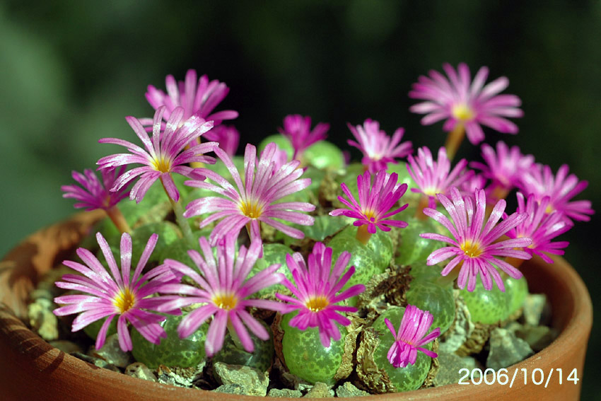Conophytum lithopsoides 'kennedyi' : conocono's コノフィツム Conophytum lithopsoides 'kennedyi' : conocono's コノフィツム