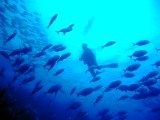 ダイブログ・まったりとミルチャネル_a0043520_17372810.jpg