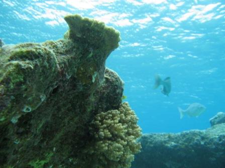 小笠原ＶＳ伊豆　プチ水族館_e0032630_22474199.jpg