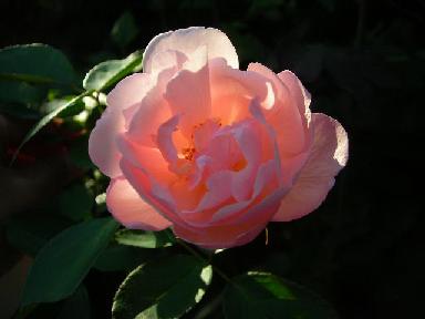 f0063931_854372.jpg