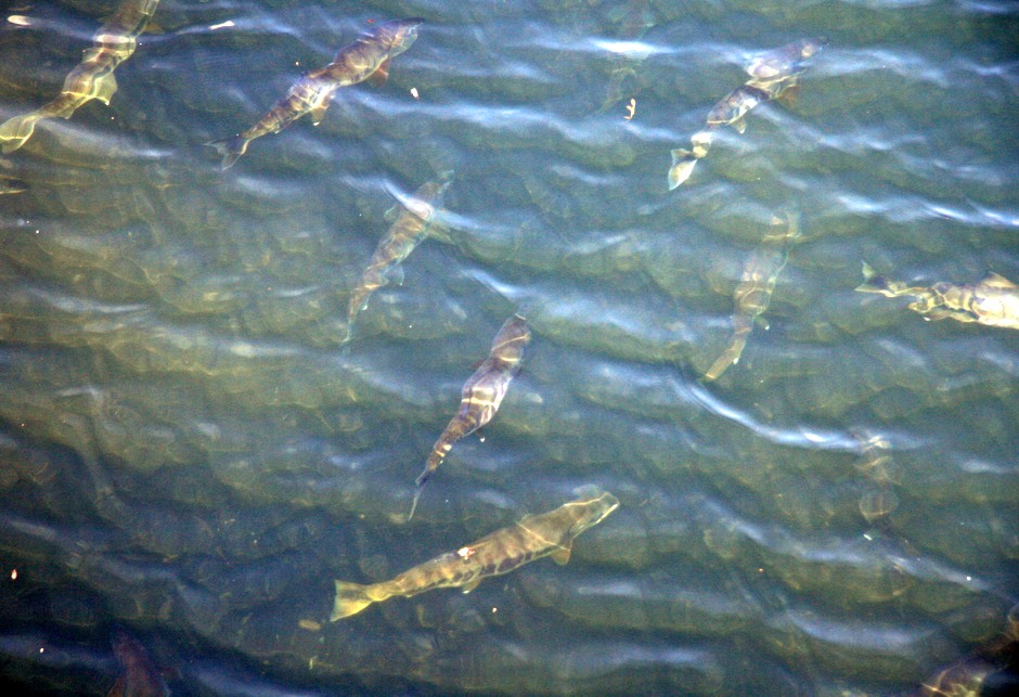 e0070035_18323892.jpg