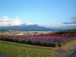 旭川旅行記・その１。　～出発→上富良野と美瑛の丘～_b0012145_043615.jpg