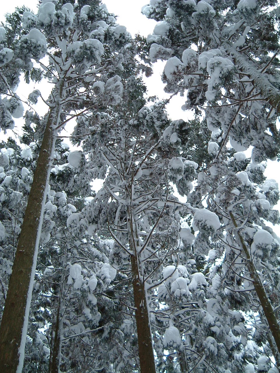 c0097754_2316367.jpg