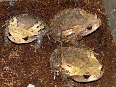 Frogs&Toads～カエル 蛙 かえる～ : 名東ペポニスタッフブログ。