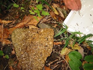 安達太良川の源流近くの水生生物の散策_a0087378_19281740.jpg