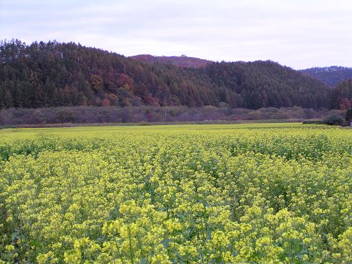 黄からしの花_e0024478_094856.jpg