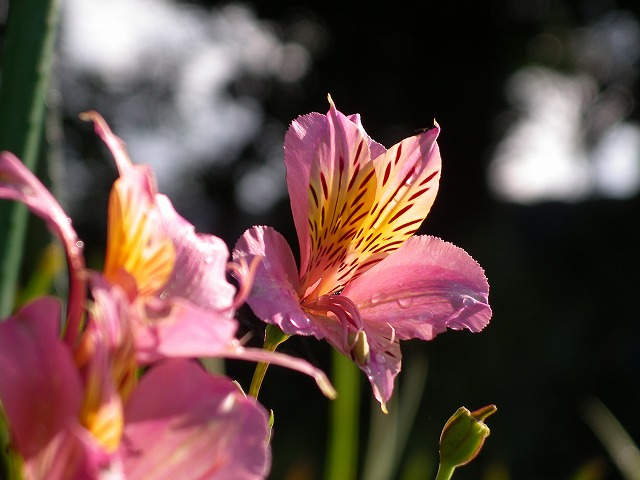 ピンクの秋花 秋の花 4 自然と仲良くなれたらいいな