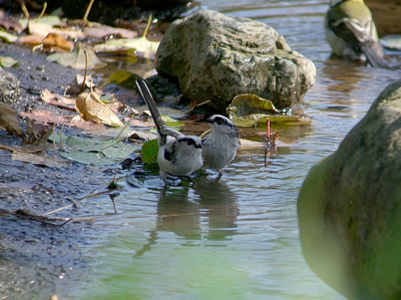 エナガの水浴び_b0024798_546071.jpg