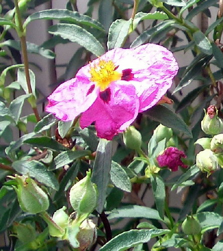 花 シスタス Cistus メルボルン便り