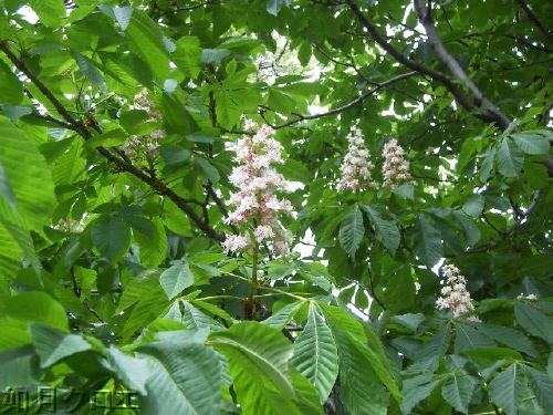 (花)　マロニエの花・キリの花_b0015002_22335414.jpg