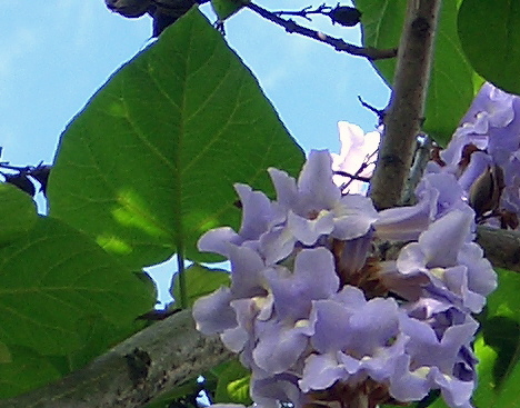 花 マロニエの花 キリの花 メルボルン便り