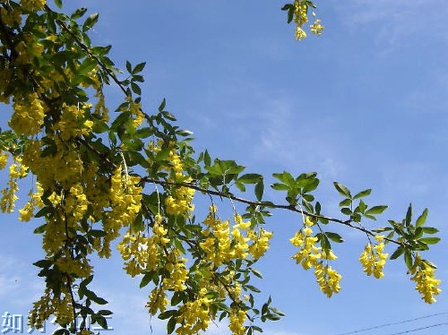 ラバーナム(キングサリ)のモール ベストシーズンのラバーナムが見たいからバンデューセン植物園に行っ