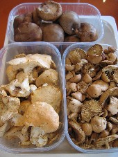 champignon-2 (キノコの話-2)_c0097611_1971986.jpg