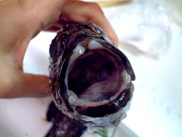 f0043911_128541.jpg