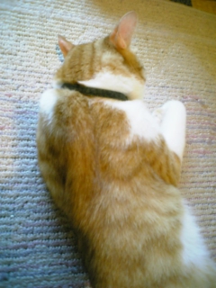 猫はいじけるか 猫 ときどき提琴 猫はいじけるか 猫 ときどき提琴