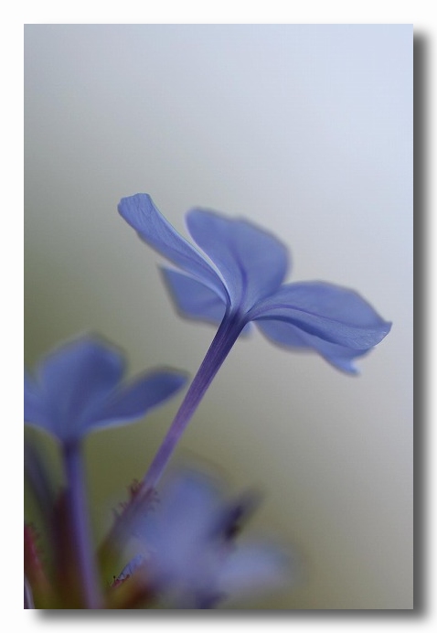 開花期間が長い花 自然のキャンバス 開花期間が長い花 自然のキャンバス