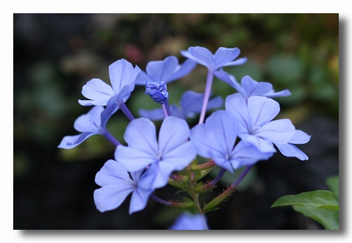 開花期間が長い花 自然のキャンバス 開花期間が長い花 自然のキャンバス