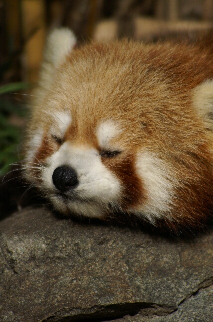 寝顔だけですが 動物園でお散歩 寝顔だけですが 動物園でお散歩
