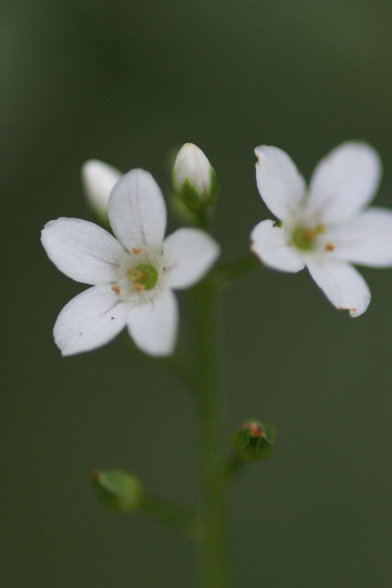 白い小さな花 清く澄んだ光ー 月下 桜 の 世界