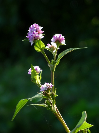 ピンクの秋花（秋の花-4）_f0012488_00824.jpg