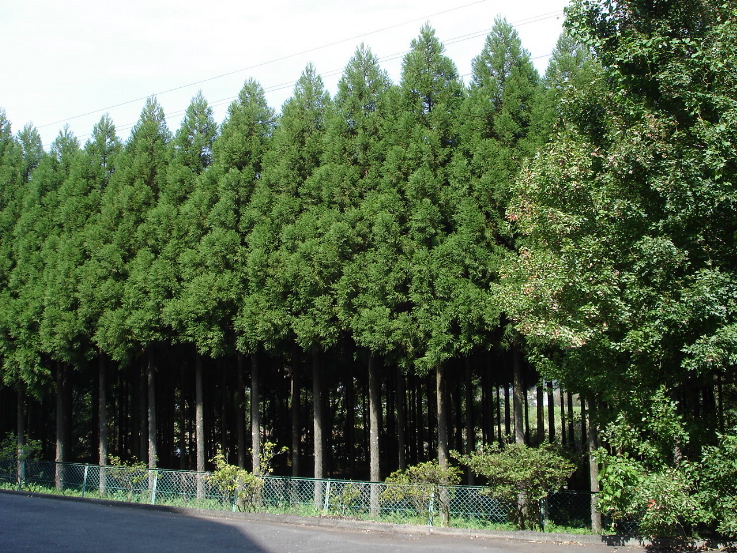 f0024708_2563559.jpg