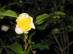 c0094218_6155532.jpg