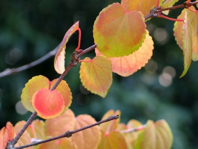 都心で楽しむカツラの紅葉　三段染め_e0010418_14471071.jpg