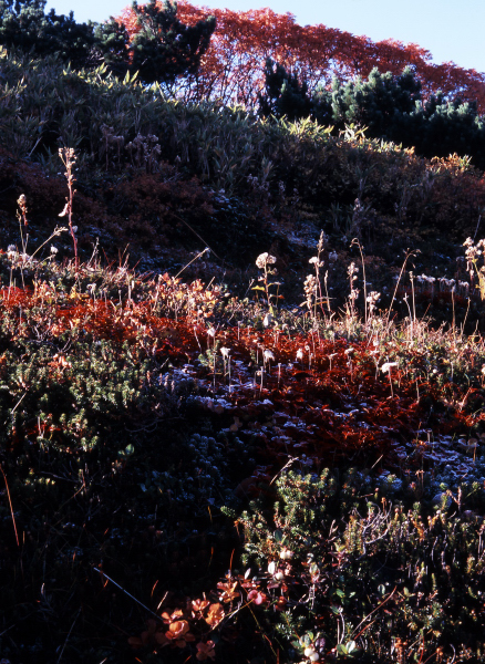 (14)秋の大雪・旭岳&裏大雪・高原沼_d0091834_9491572.jpg