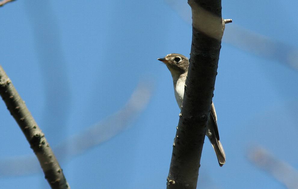 Ｍ公園のジョウビタキさん。_e0077041_20323089.jpg