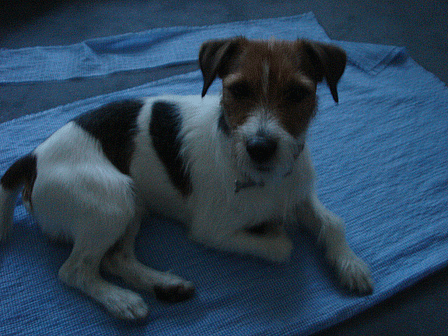 f0077150_244729.gif