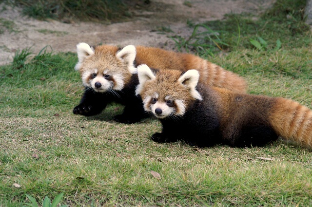 レッサーパンダ赤ちゃん公開 動物園でお散歩