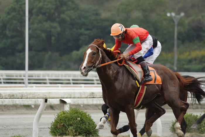 2006年10月22日（日） 高知競馬_a0077663_8113347.jpg