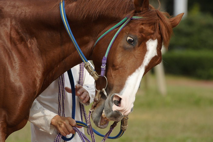 2006年10月22日（日） 高知競馬_a0077663_812095.jpg