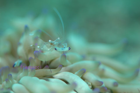 [dive.143] 後浜でお魚倍増の術…でピントに迷いが。_d0056263_2037388.jpg