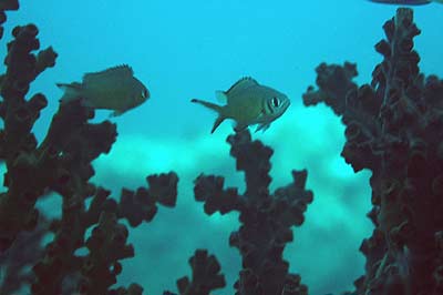 [dive.143] 後浜でお魚倍増の術…でピントに迷いが。_d0056263_20385821.jpg