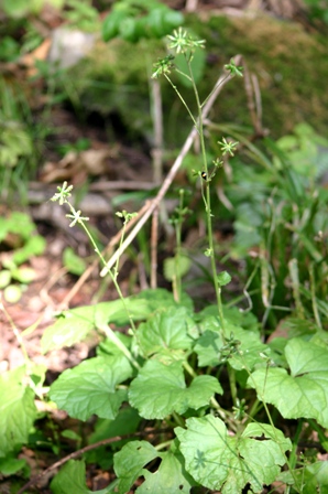 謎のくっつきむし→ノブキの花後_f0061869_21141167.jpg