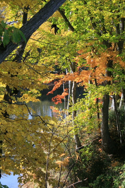 色彩の饗宴－大麻中央公園の紅葉_e0100772_22155399.jpg