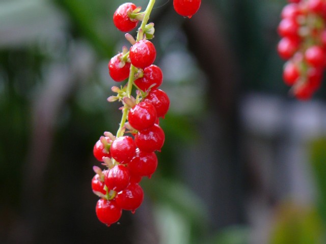 今日の花たち_e0086880_16121022.jpg